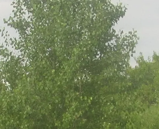 Нельзя поднимать 80 кг. Донецк