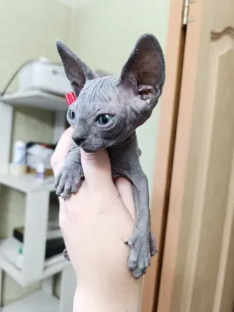 Канадский сфинкс котята Донецк