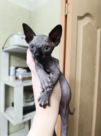 Канадский сфинкс котята Донецк