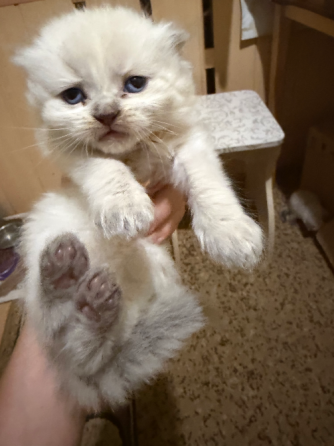 Продаются шотландские котята Донецк