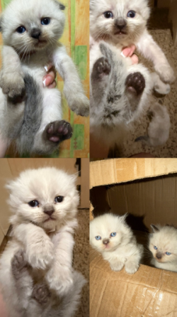 Продаются шотландские котята Донецк