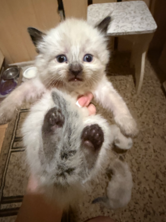 Продаются шотландские котята Донецк