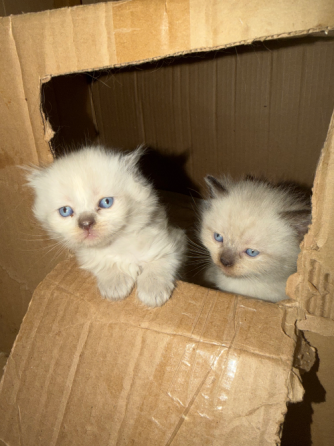 Продаются шотландские котята Донецк