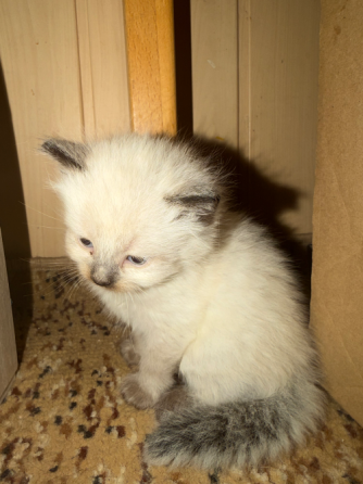 Продаются шотландские котята Донецк