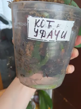 Орхиде фаленопсис Кот удачи Донецк