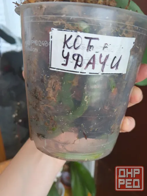 Орхиде фаленопсис Кот удачи Донецк - изображение 6