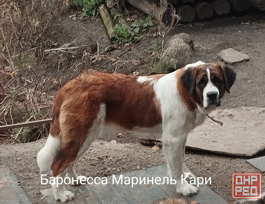 щенки московской сторожевой Донецк - изображение 2