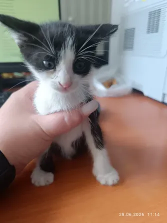 Отдам котенка в хорошие руки! Донецк