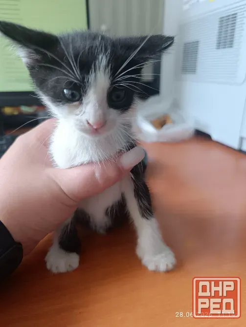 Отдам котенка в хорошие руки! Донецк - изображение 1