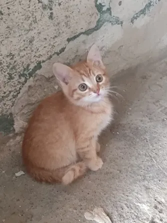 Отдам в хорошие руки котят Макеевка