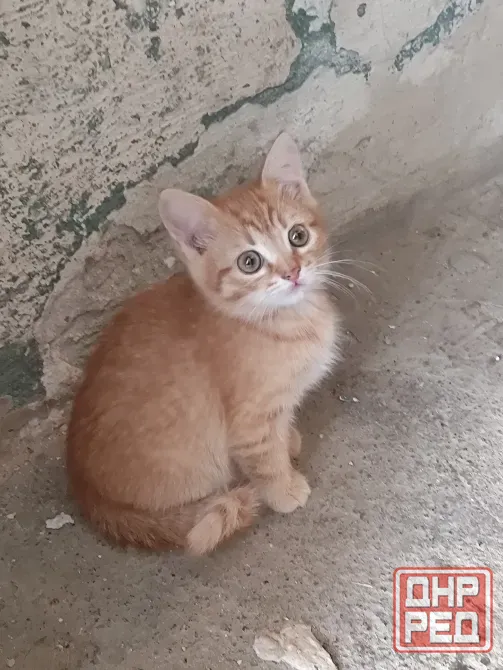 Отдам в хорошие руки котят Макеевка - изображение 1