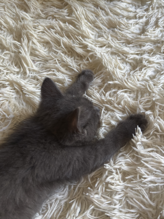 ищем добрые руки для котёнка! Донецк