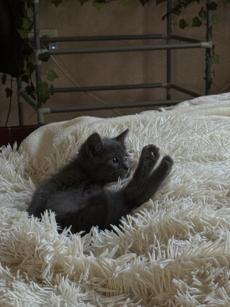 ищем добрые руки для котёнка! Донецк