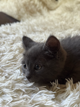 ищем добрые руки для котёнка! Донецк
