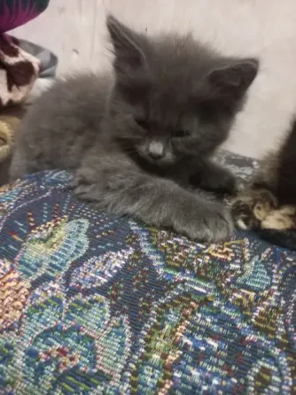 Домашние котята в добрые руки Донецк