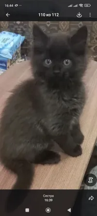 Домашние котята в добрые руки Донецк
