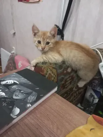 Домашние котята в добрые руки Донецк