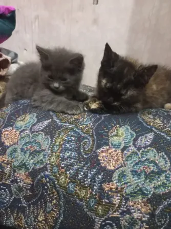 Домашние котята в добрые руки Донецк