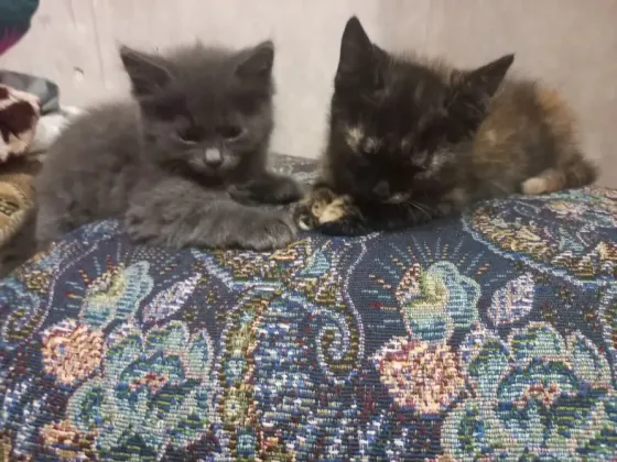 Домашние котята в добрые руки Донецк