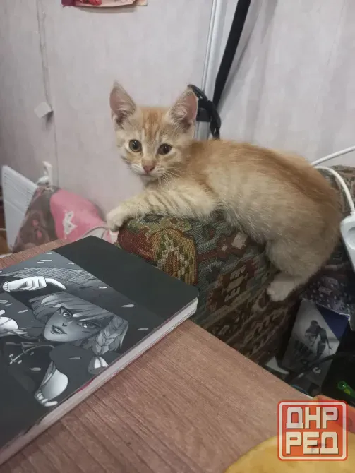 Домашние котята в добрые руки Донецк - изображение 3