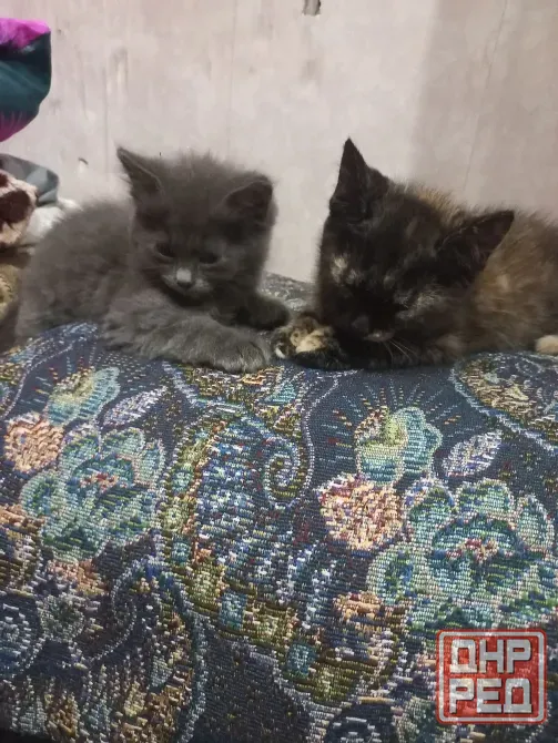 Домашние котята в добрые руки Донецк - изображение 2