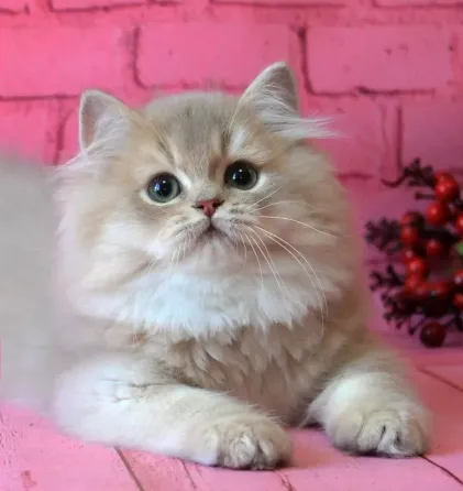 Британский длинношерстный котенок Донецк