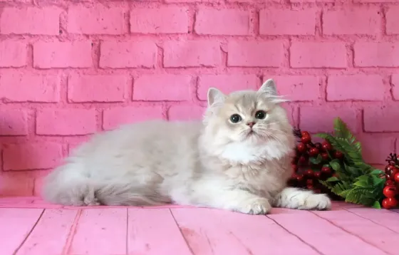 Британский длинношерстный котенок Донецк