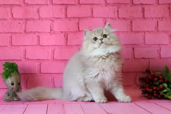 Британский длинношерстный котенок Донецк