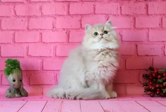 Британский длинношерстный котенок Донецк