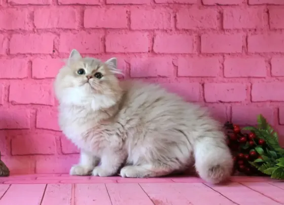 Британский длинношерстный котенок Донецк