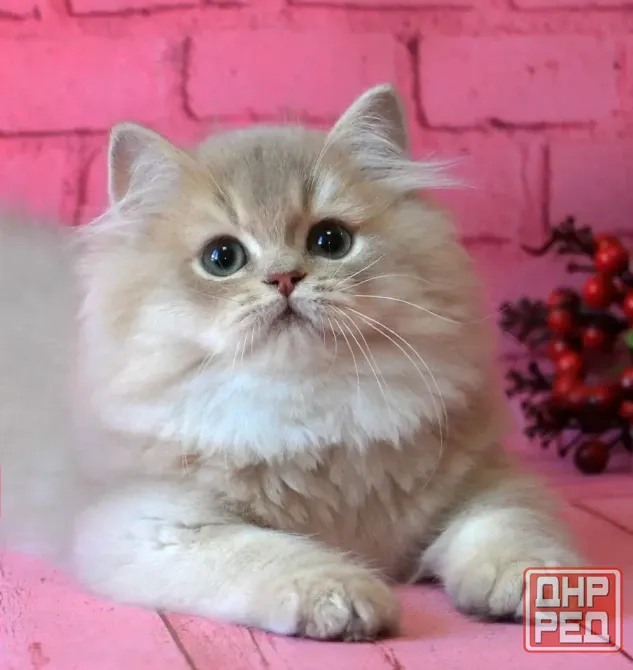 Британский длинношерстный котенок Донецк - изображение 1