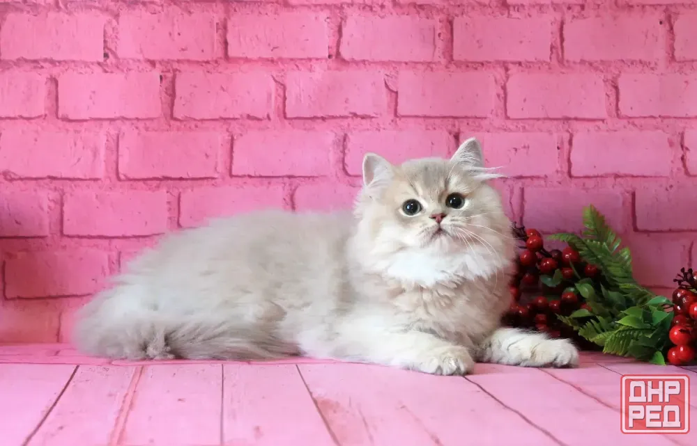 Британский длинношерстный котенок Донецк - изображение 3