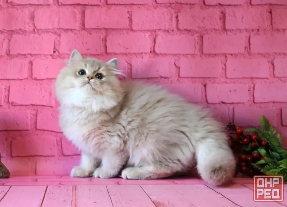 Британский длинношерстный котенок Донецк - изображение 4