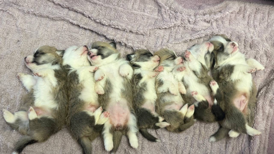 Очаровательные щенки Корги Вельш-Пемброк Донецк
