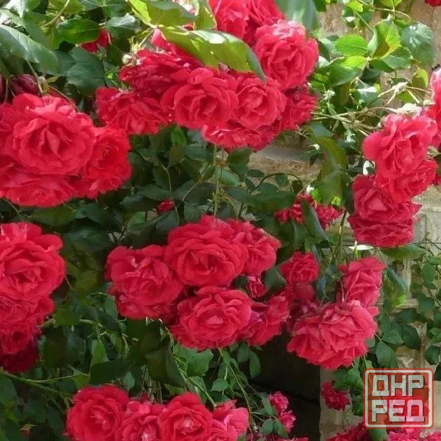 Саженцы роз Донецк - изображение 3