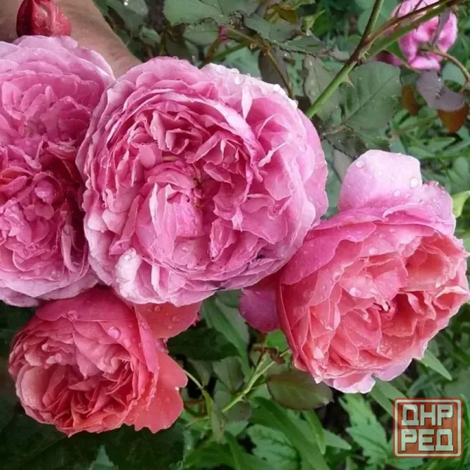 Саженцы роз Донецк - изображение 8
