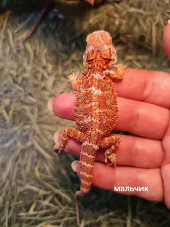 Продам агамят, агам Донецк