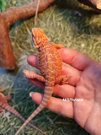Продам агамят, агам Донецк