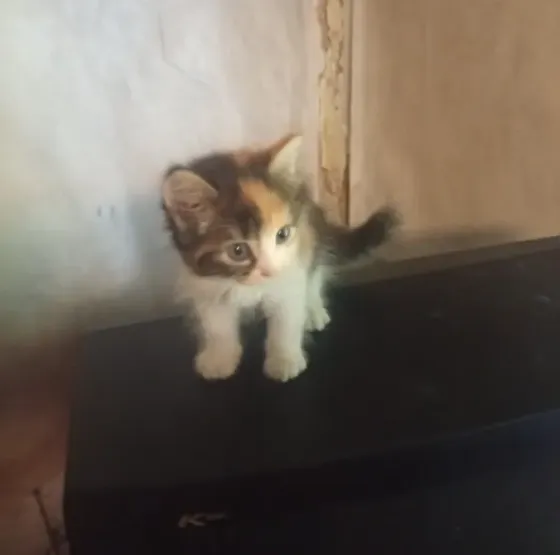 Котята Донецк