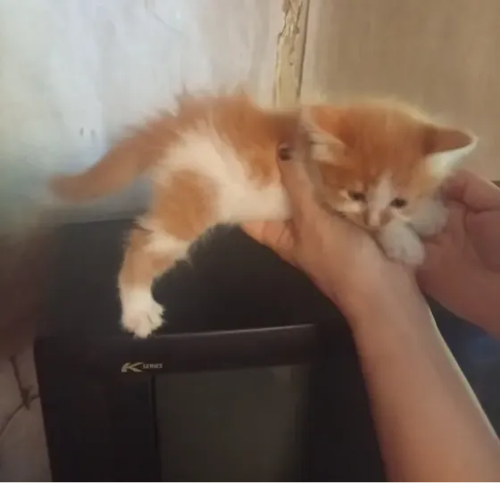 Котята Донецк