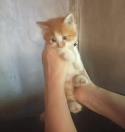 Котята Донецк