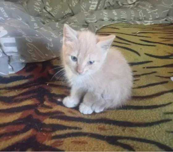 Котята Донецк