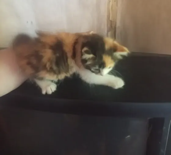 Котята Донецк