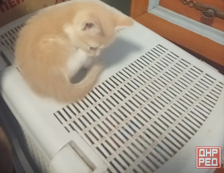 Котята Донецк - изображение 6