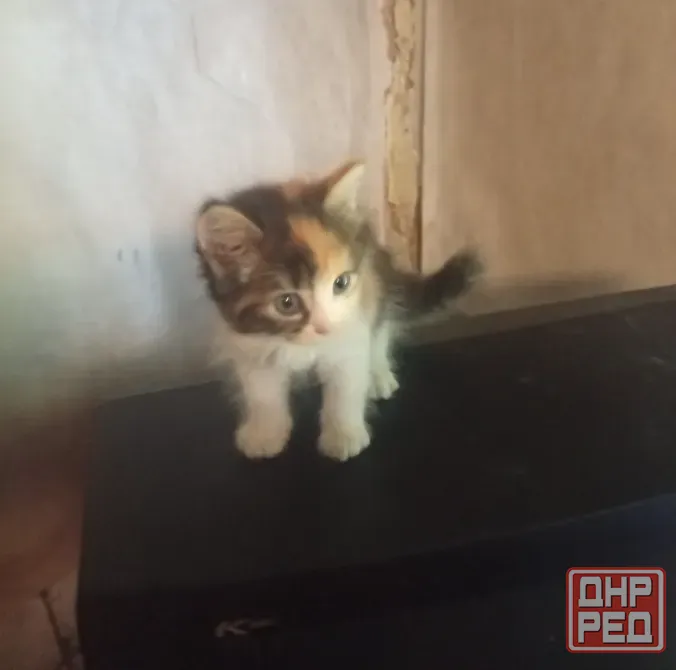Котята Донецк - изображение 3