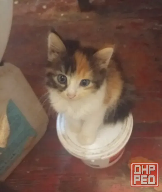 Котята Донецк - изображение 7