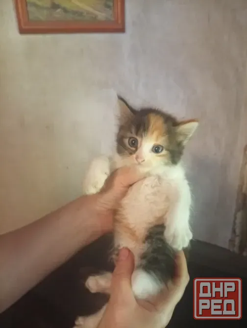 Котята Донецк - изображение 8