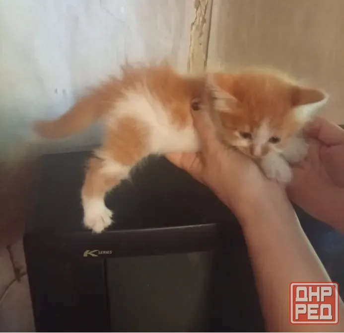 Котята Донецк - изображение 2