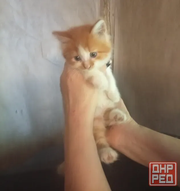 Котята Донецк - изображение 4