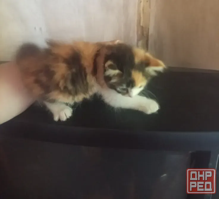 Котята Донецк - изображение 5